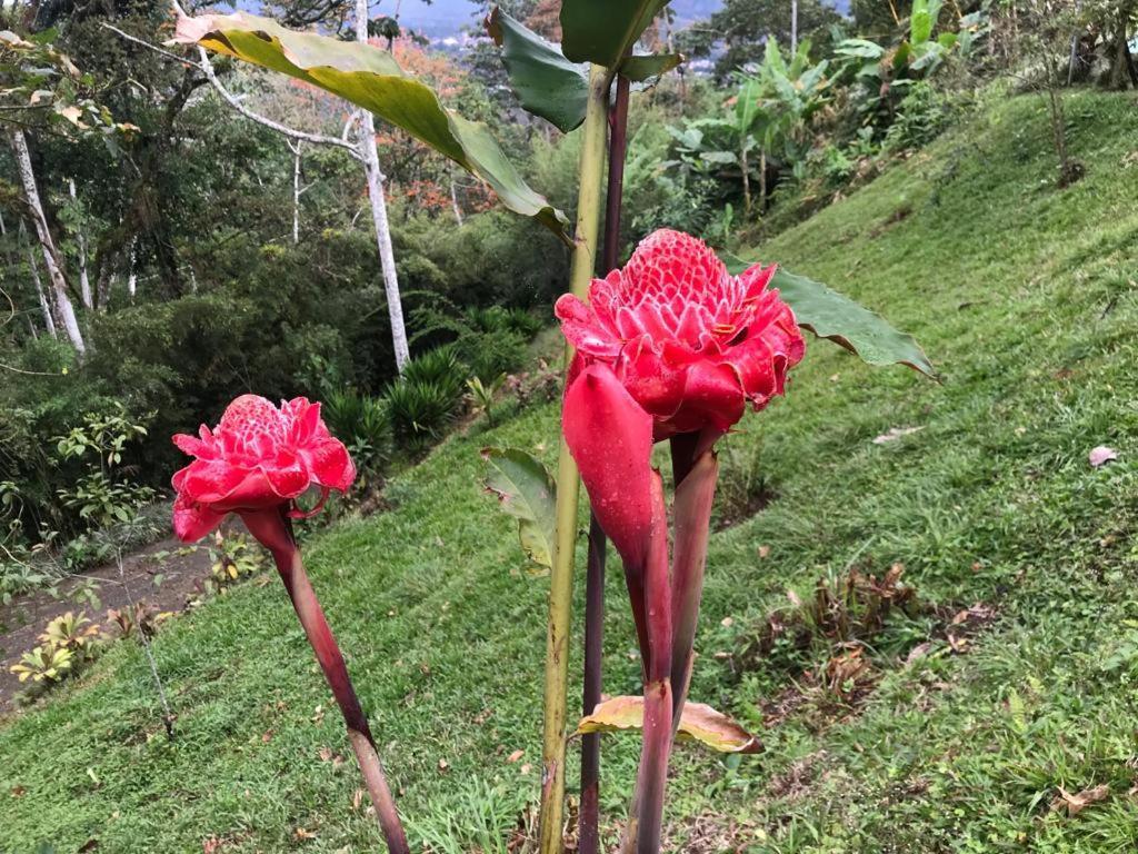 Hotel Green Mountain Turrialba Luaran gambar