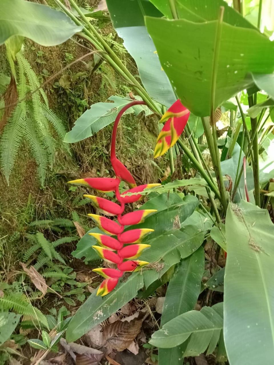 Hotel Green Mountain Turrialba Luaran gambar